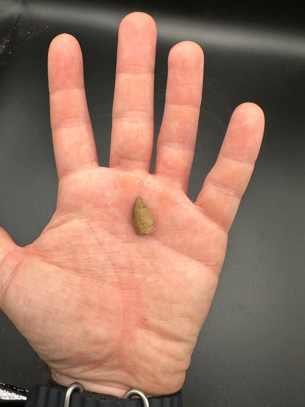 Thumbnail: Majungasaurus tooth no 1 in display case 