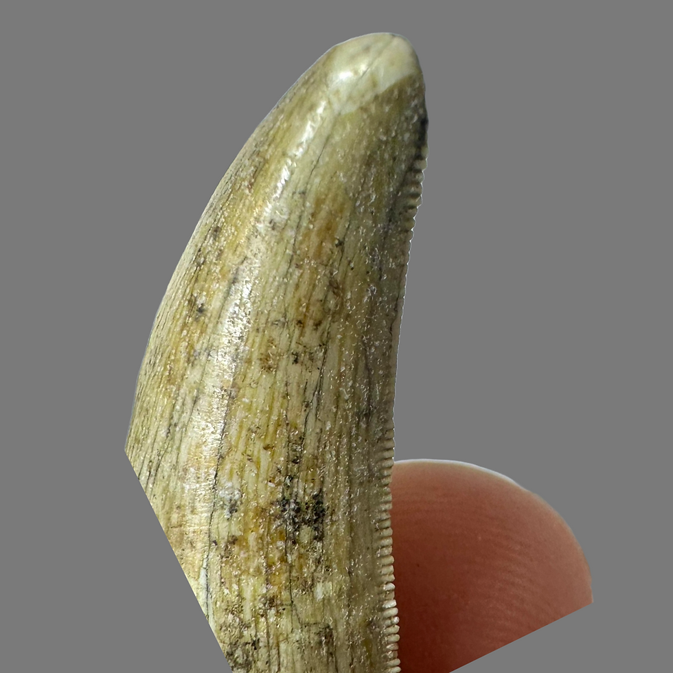 Thumbnail: Madagascan theropod tooth 