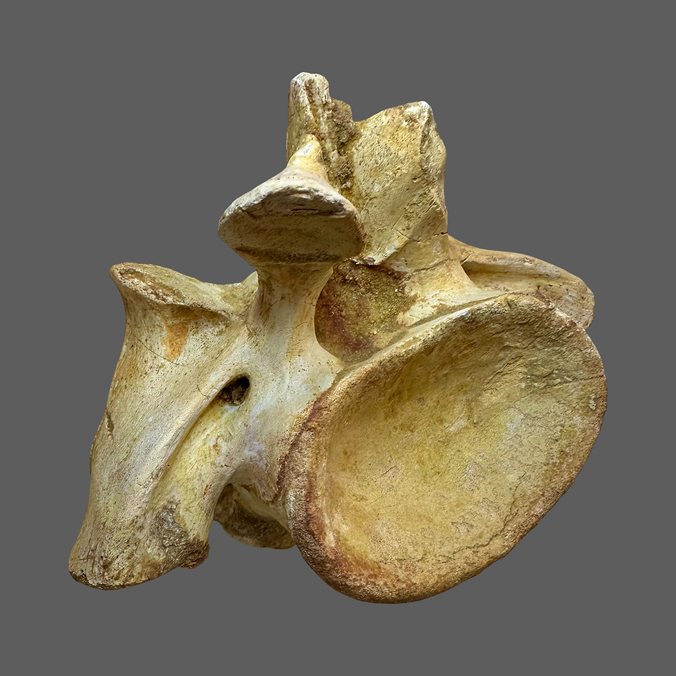 Thumbnail: Spinosaurid/Sigilmassaur vertebra 