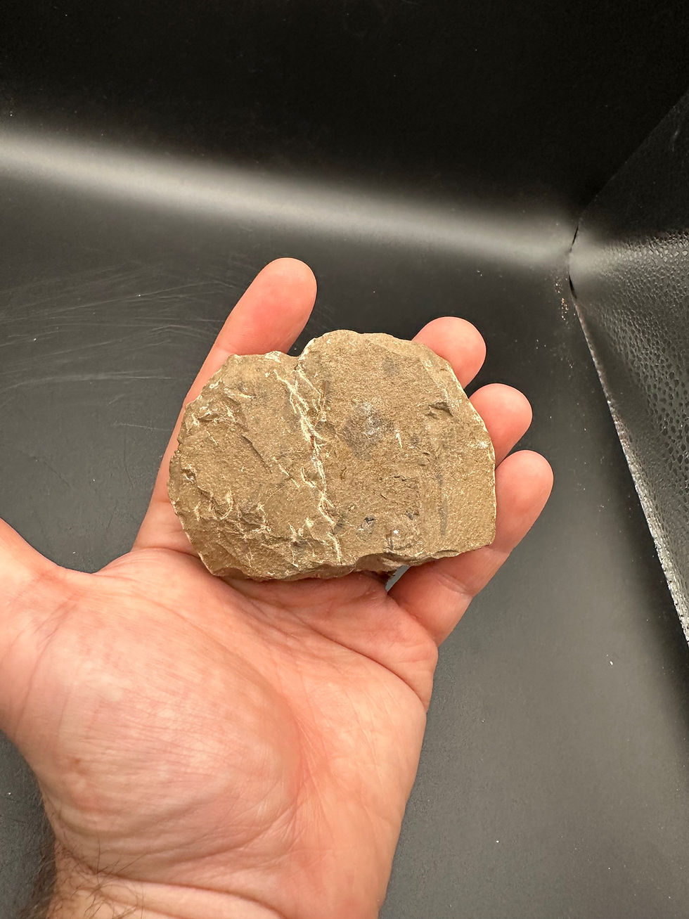 Thumbnail: Psuedocryphaeus trilobite with display stand 