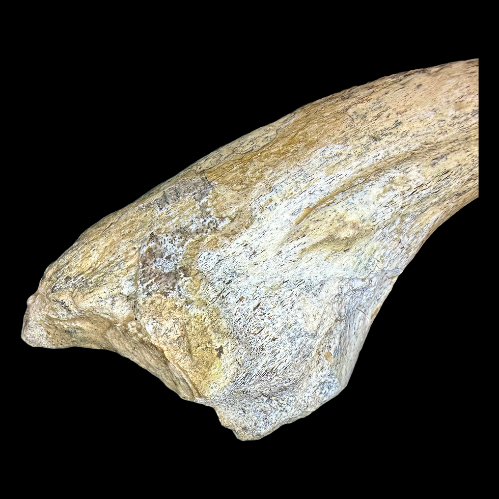 Thumbnail: Suchominus claw 