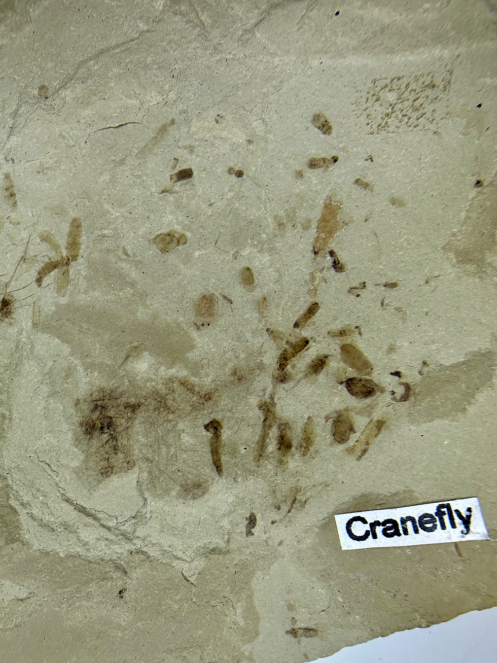 Thumbnail: Green river insect formation 