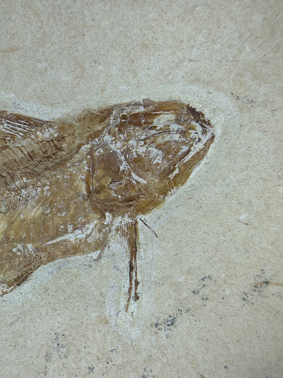 Thumbnail: Nematonotus Longispinus 