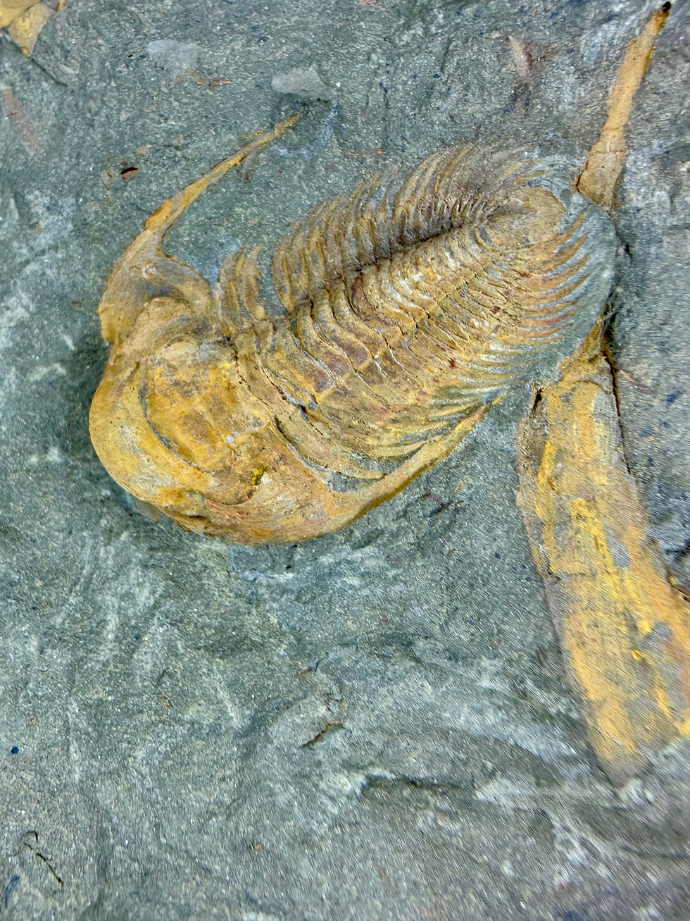 Thumbnail: P.Acadoparadoxides trilobite 