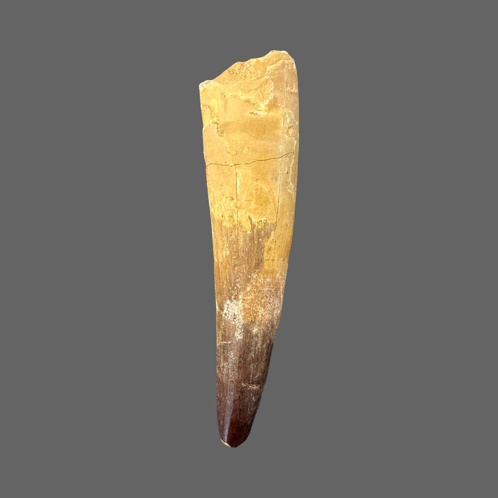 Spinosaurus tooth no148