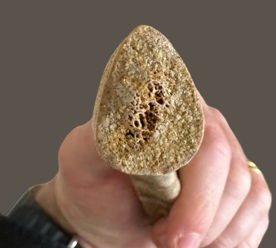 Thumbnail: Theropod rib section 