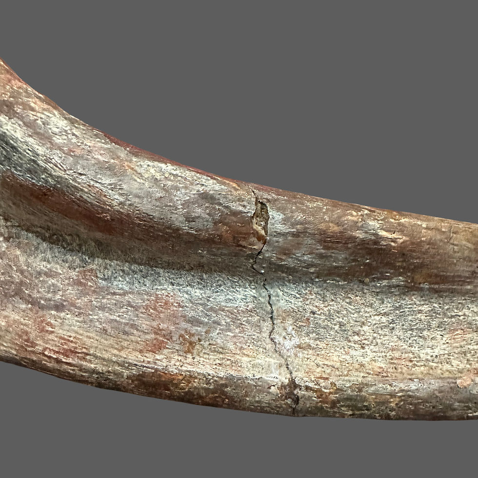 Thumbnail: Large theropod (possibly spinosaurus) rib