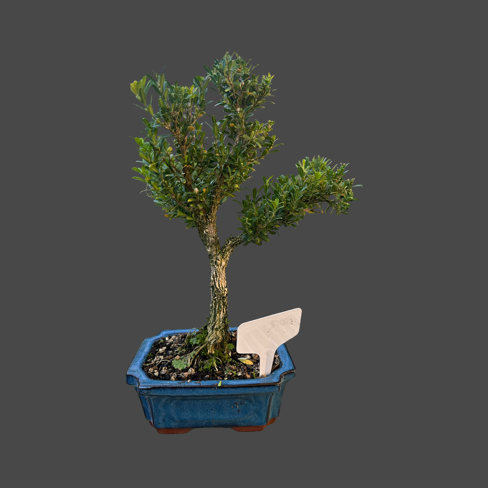 Buxus 'shaped' 15cm pot no2 