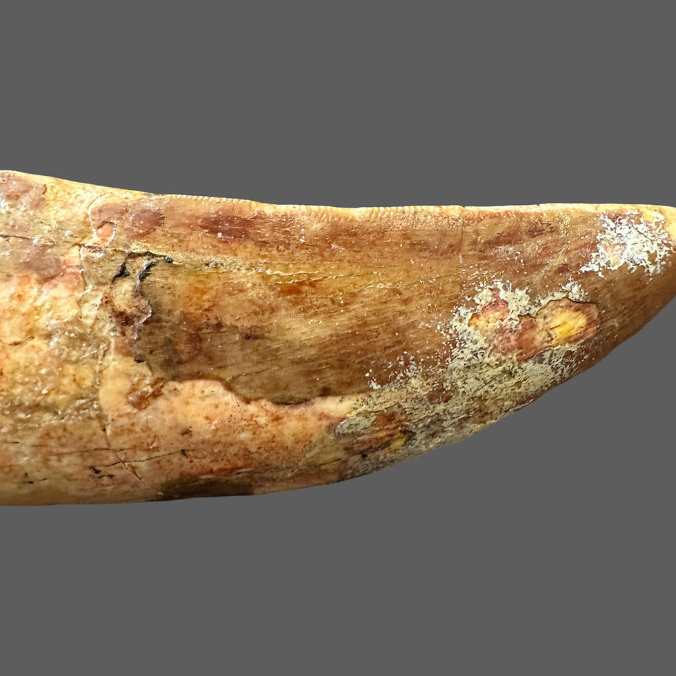 Thumbnail: Large a Carcharodontosaurus tooth no4