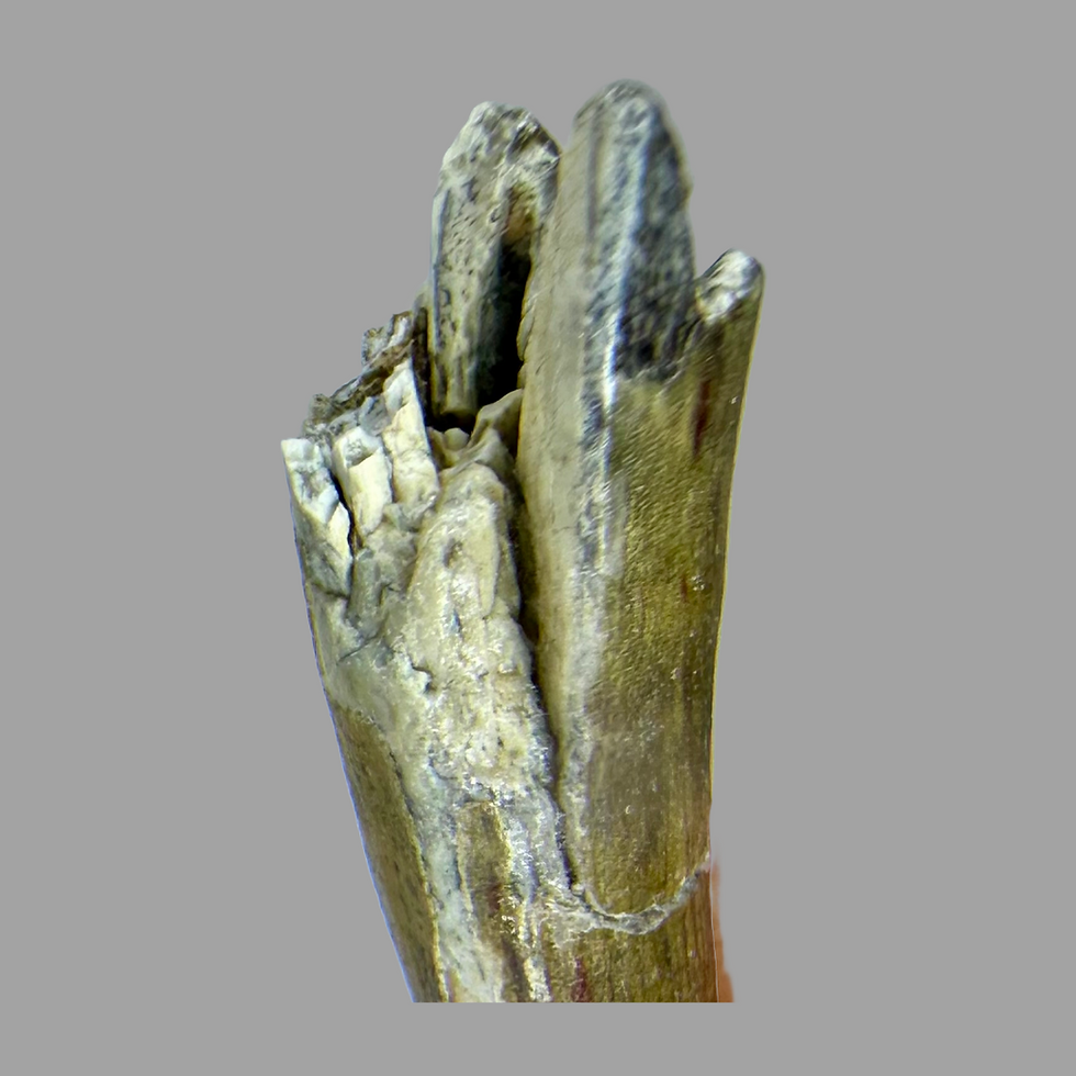 Thumbnail: Suchomimus tooth no2