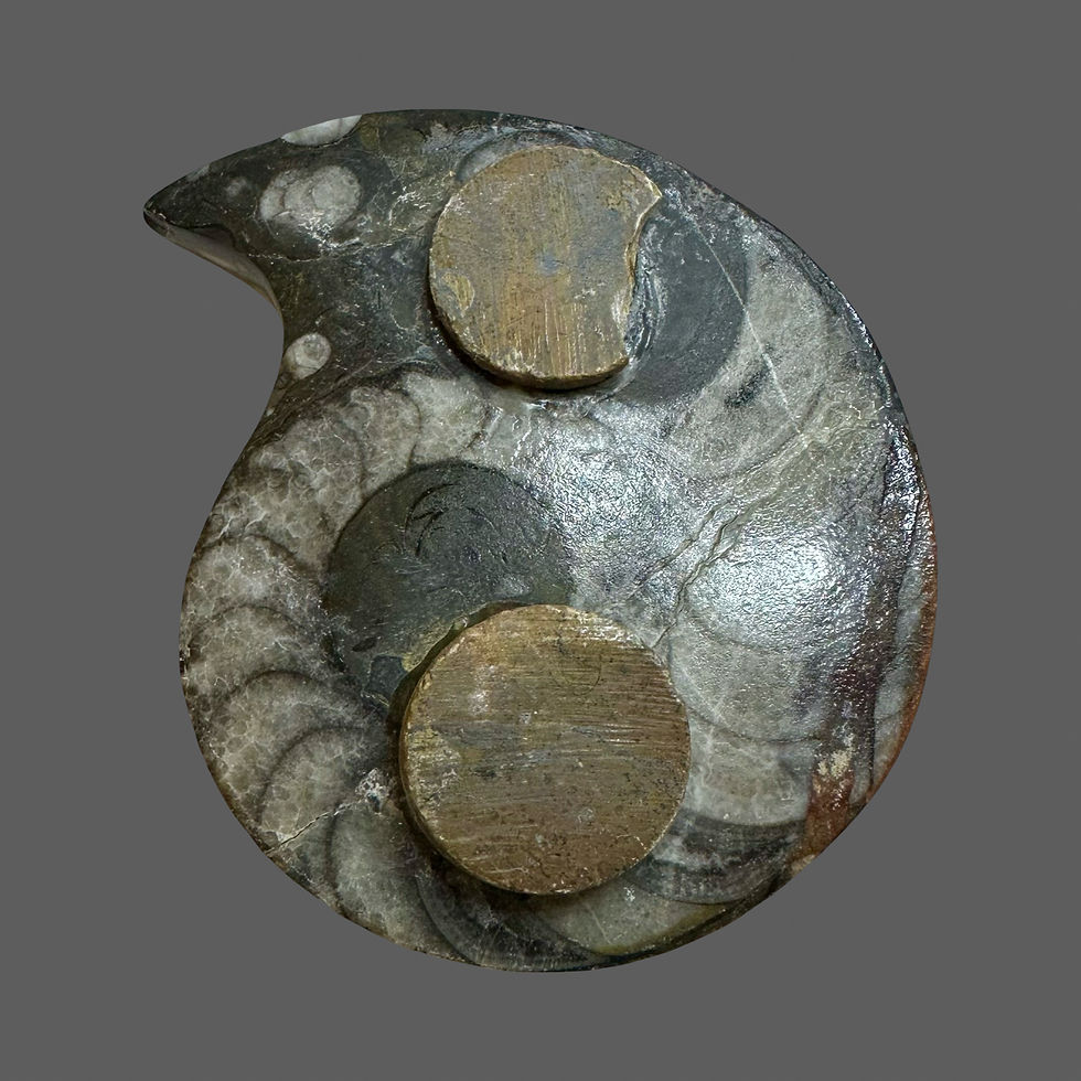 Thumbnail: Goniatite shaped box. 