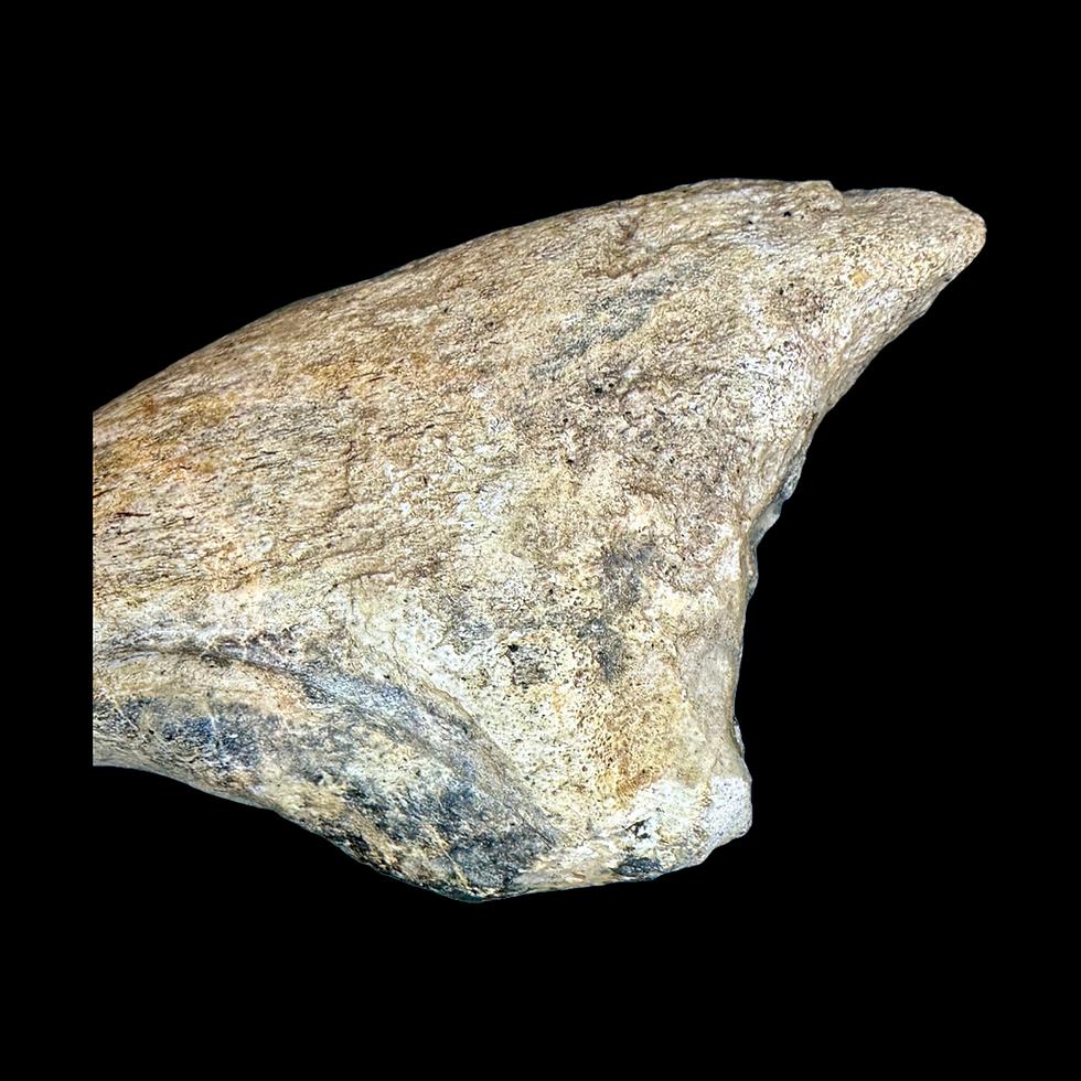 Thumbnail: Suchominus claw 