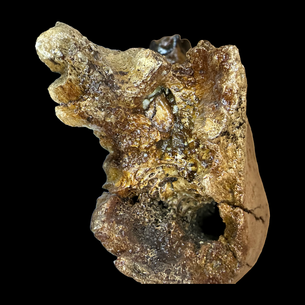 Thumbnail: Woolly rhino jaw section 