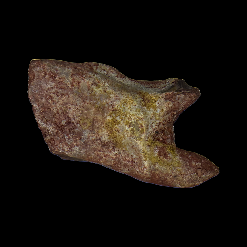 Thumbnail: Lepidotes garfish scale in display case