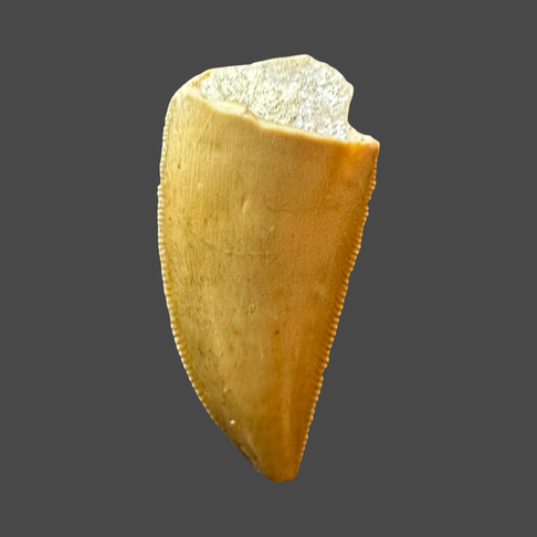 Majungasaurus tooth 
