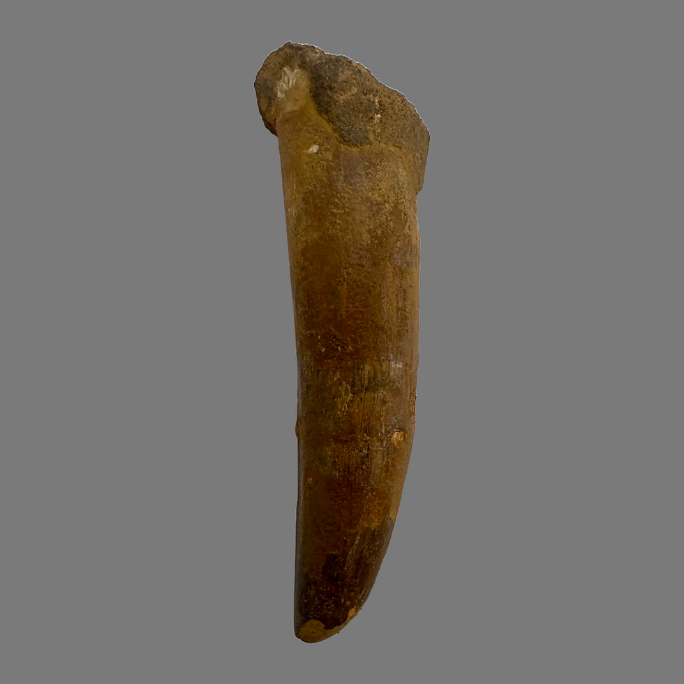 Thumbnail: Spinosaurus tooth no443