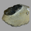 Thumbnail: Crotalocephalus trilobite no2 