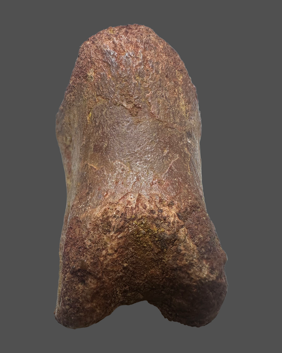 Thumbnail: Spinosaurid toe bone