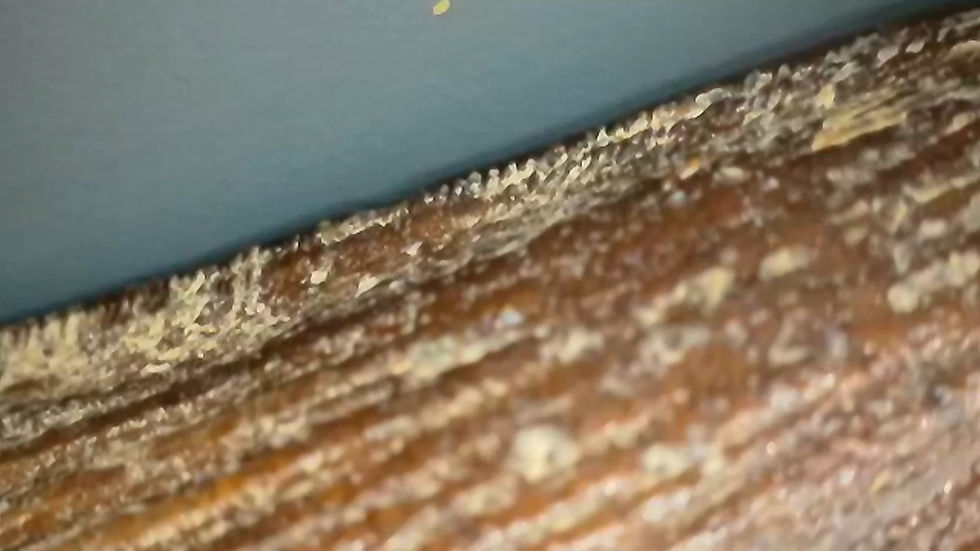 Thumbnail: Baryonychinae tooth 