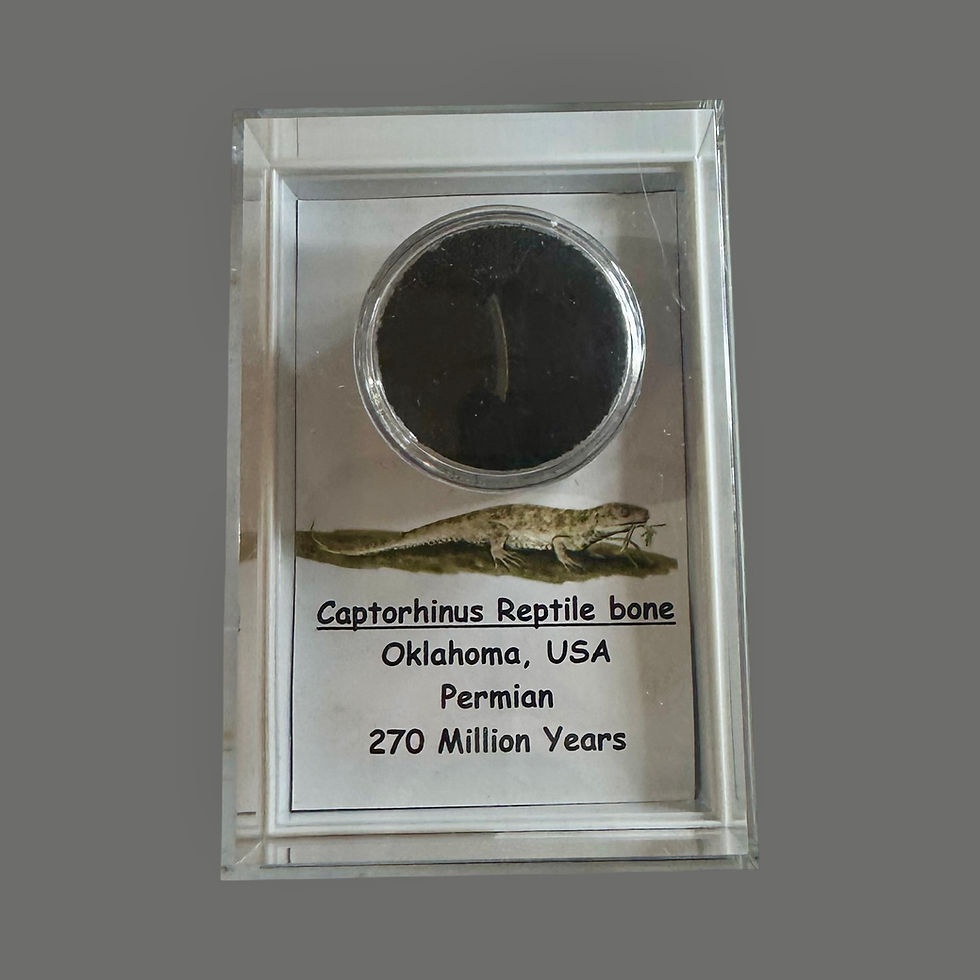 Captorhinus reptile bone fragment