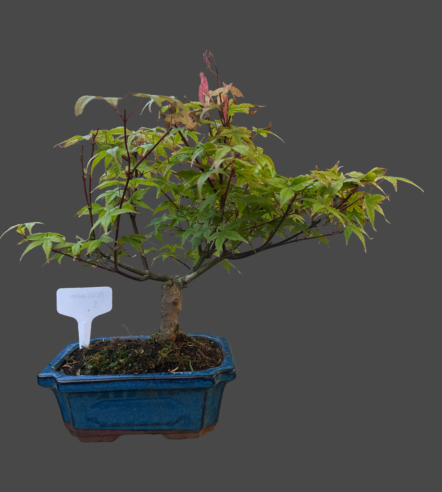 Acer palm. 'Deshojo' informal 20cm pot n01