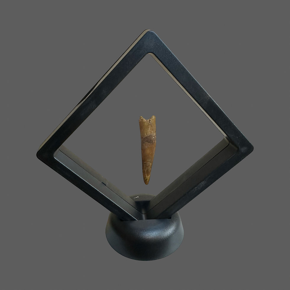 Thumbnail: Petrosaur tooth no9 