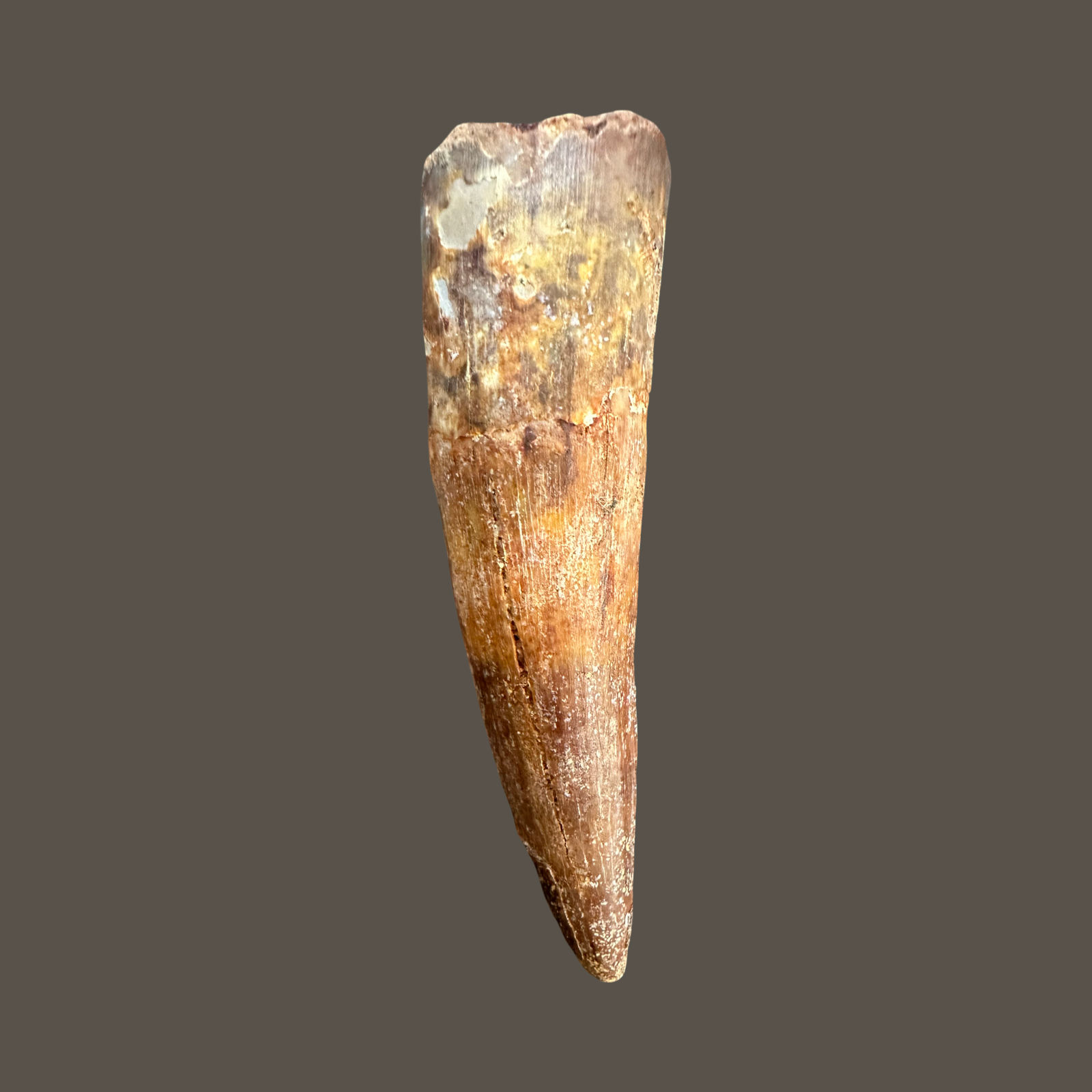 Spinosaurus tooth no72 
