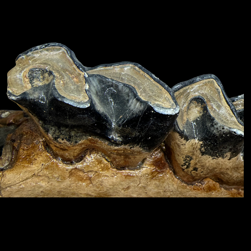 Thumbnail: Woolly rhino jaw section 