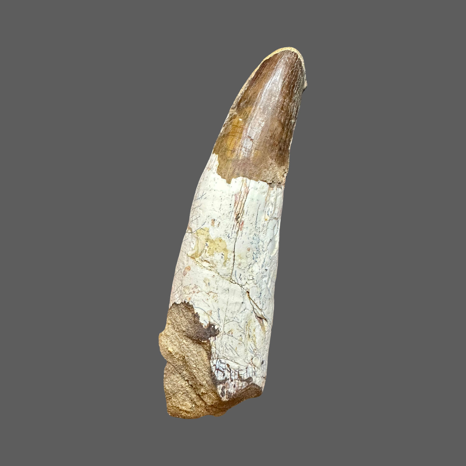 XL spinosaurus tooth no3 