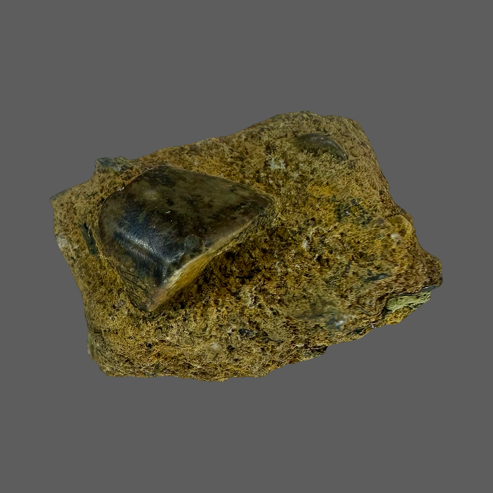Thumbnail: Iguanodontid spit tooth no3 in original rock 