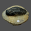 Thumbnail: Crotalocephalus trilobite no3