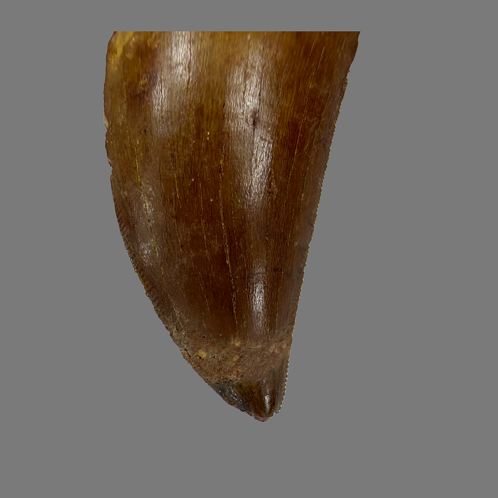 Thumbnail: Carcharodontosaurus tooth no443