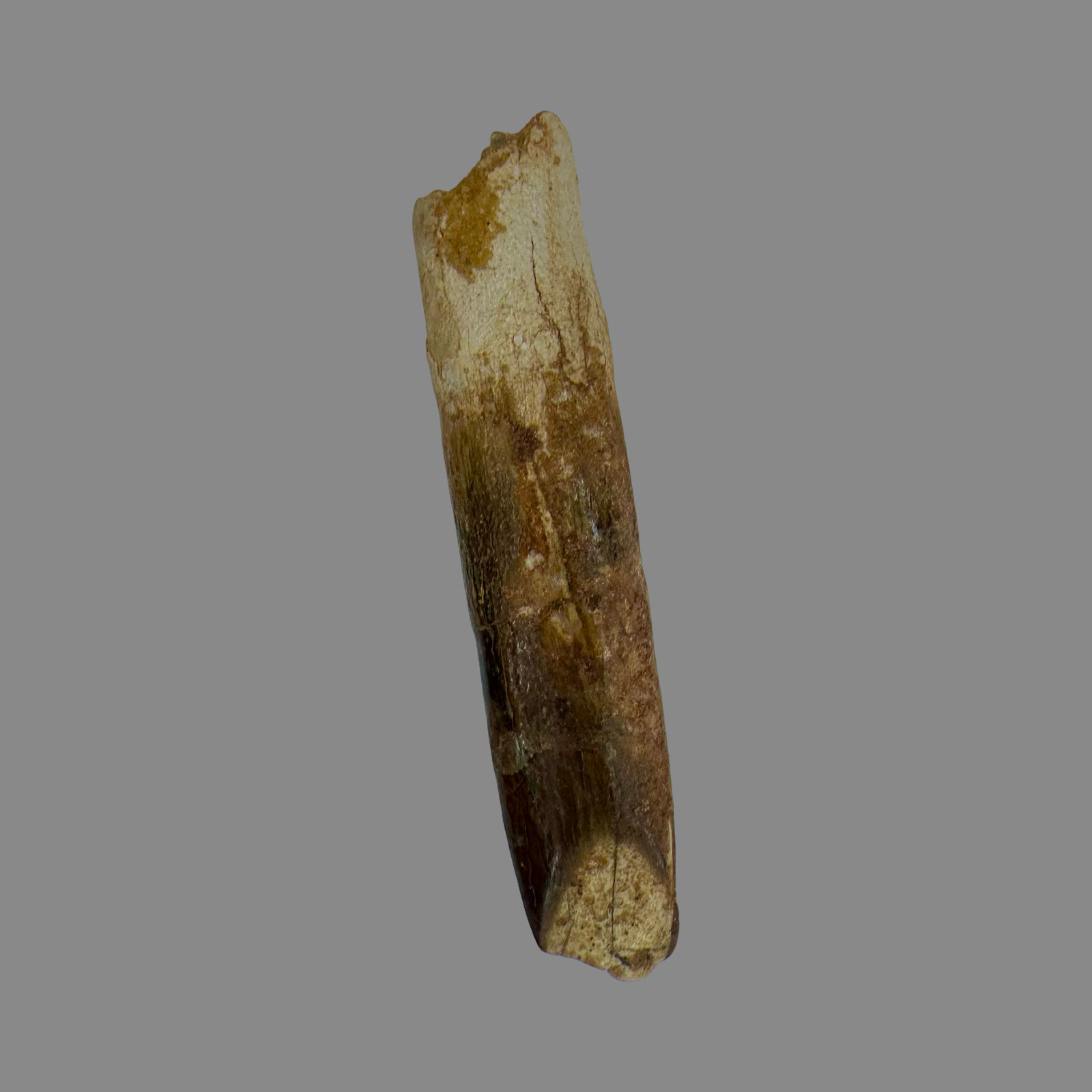 Sauropod tooth no10