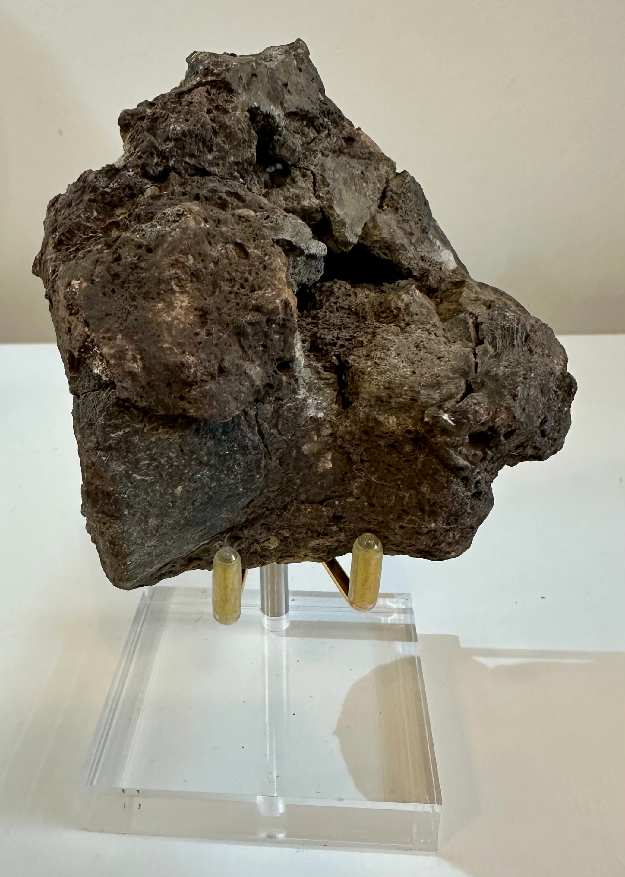 Iguanodon bone (possible vertebra) 