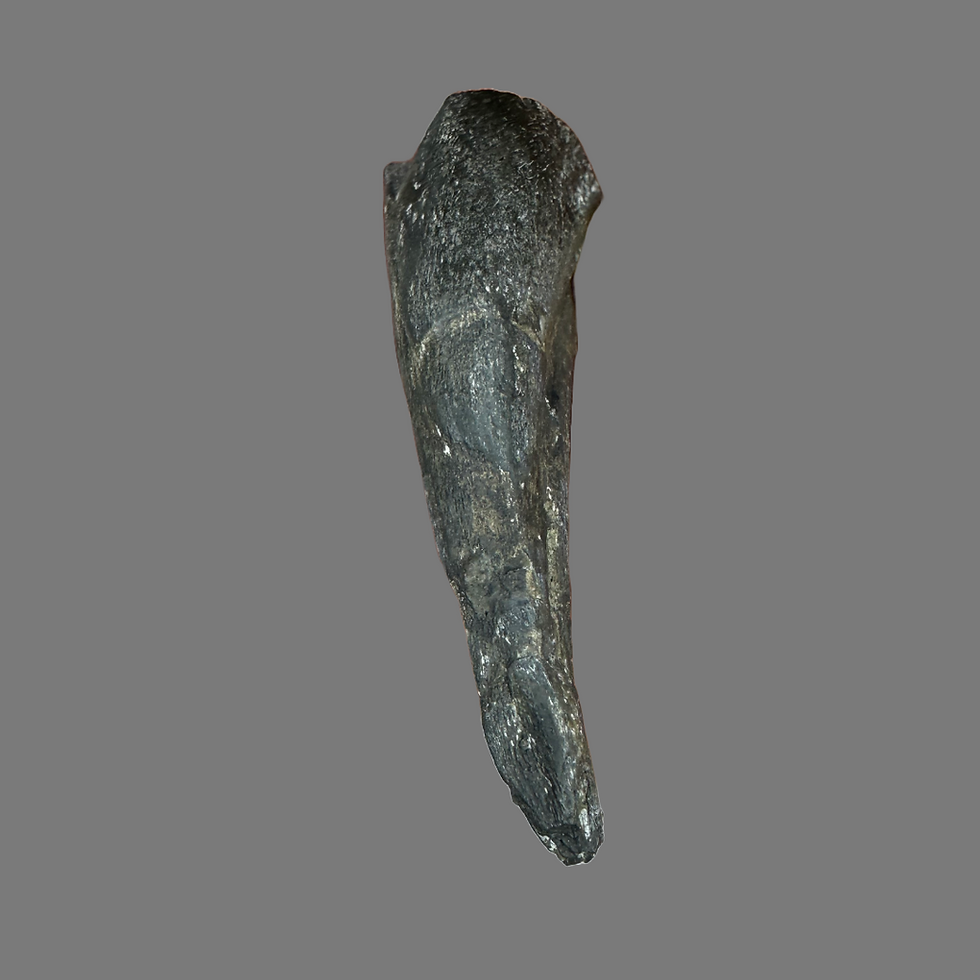 Thumbnail: Unidentified theropod claw no5 