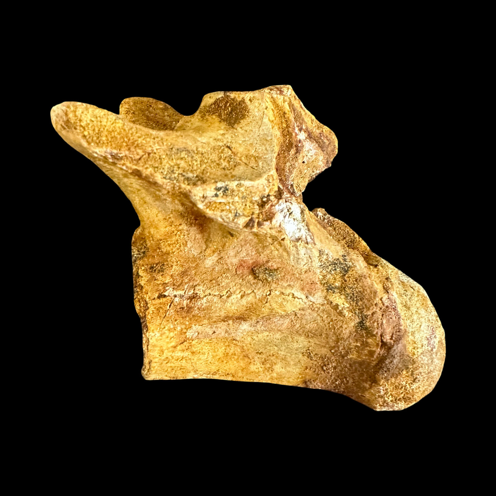 Cretaceous crocodile vertebra no11
