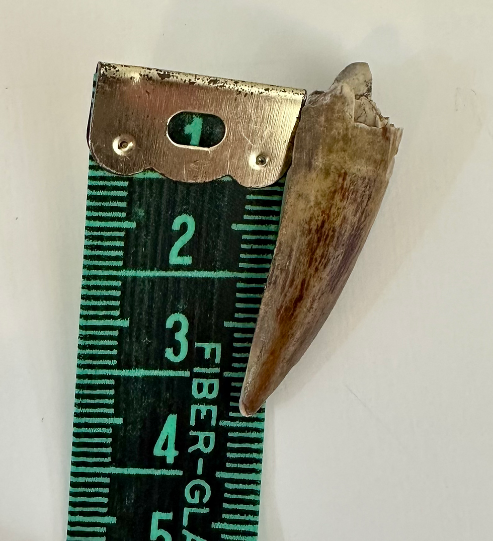 Thumbnail: Suchomimus tooth no2