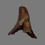 Thumbnail: Unidentified pterosaur bone fragment no3 