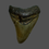 Thumbnail: Megalodon tooth 333 