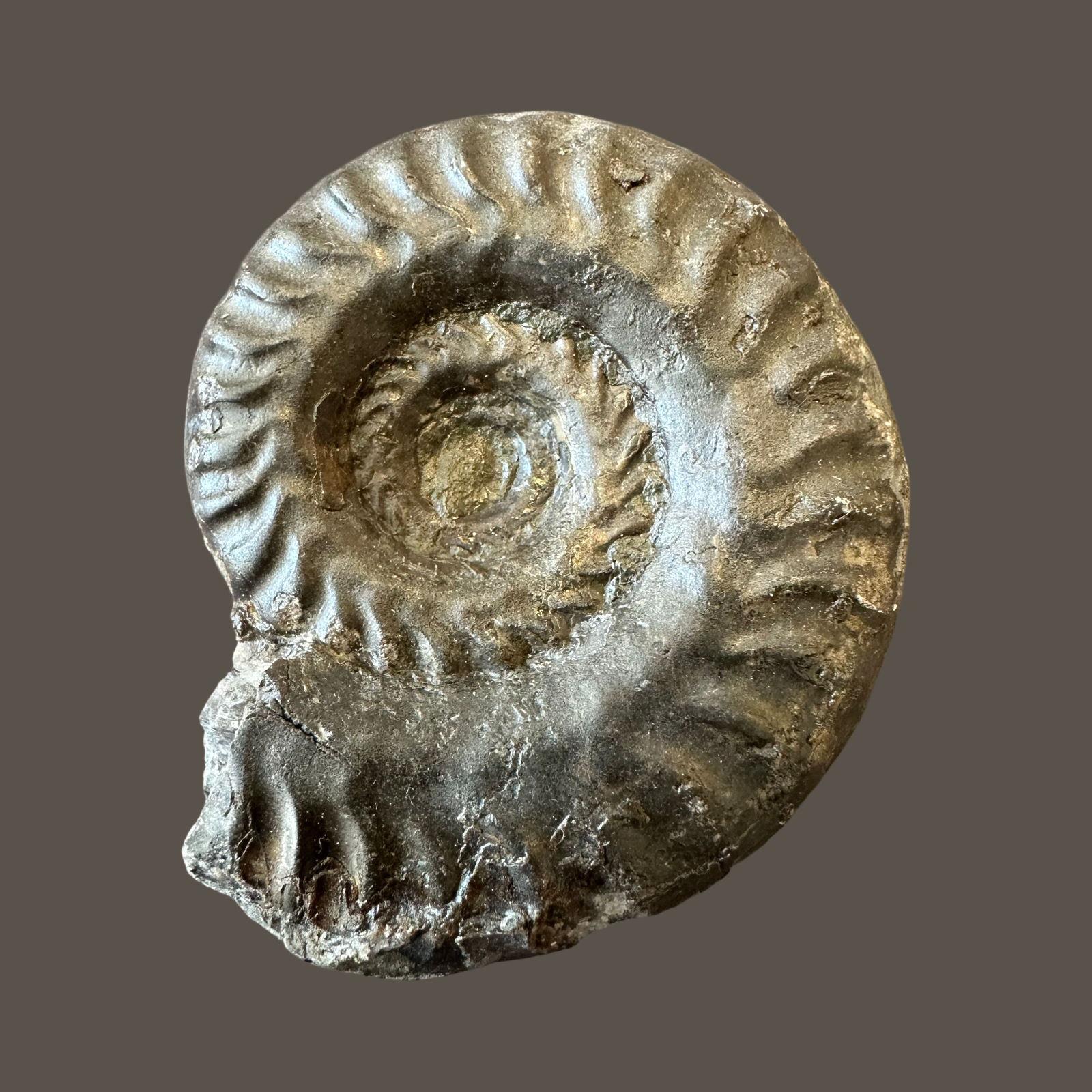 Hildoceras ammonite no2 
