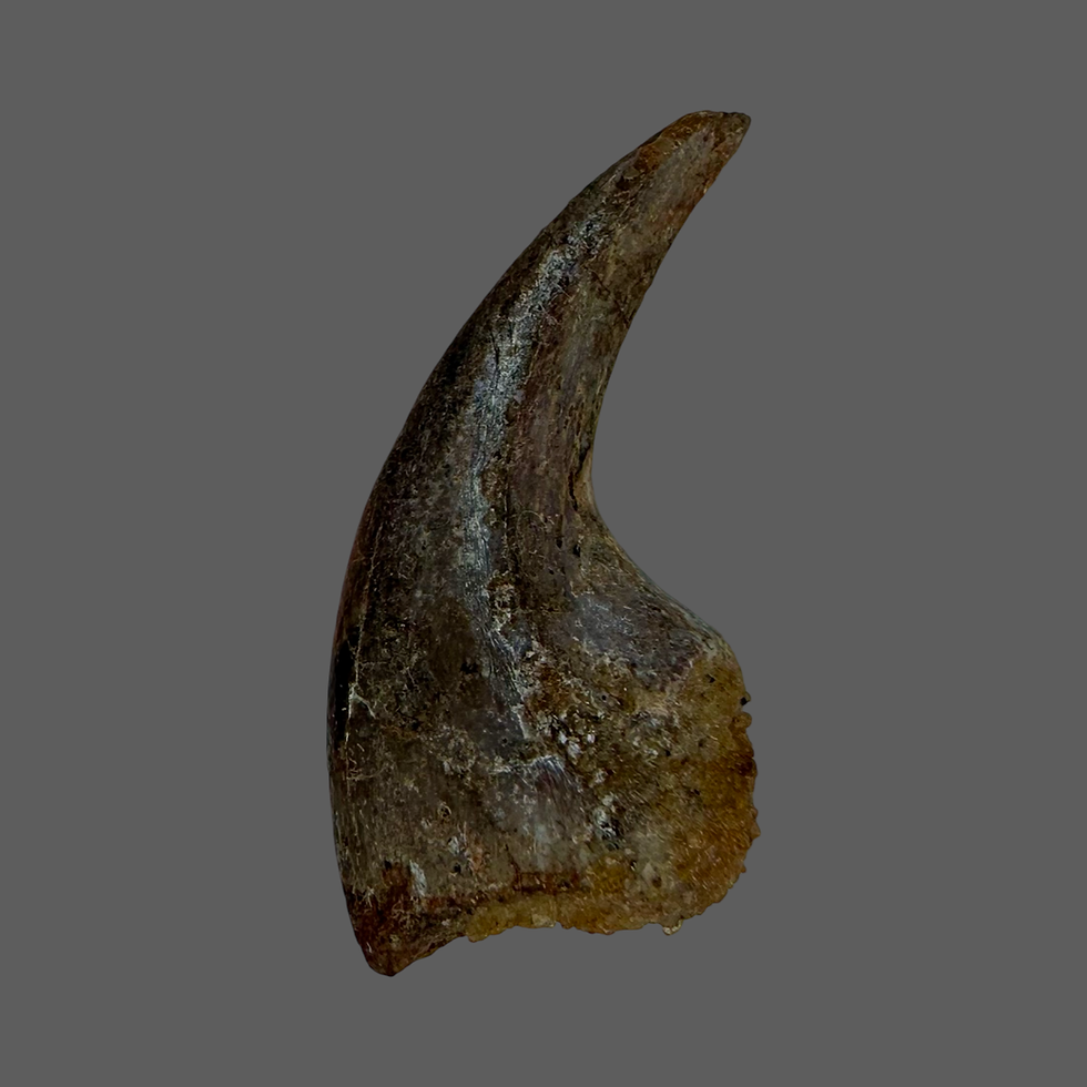 Thumbnail: Dromaeosaur/raptorid dinosaur possible killing claw