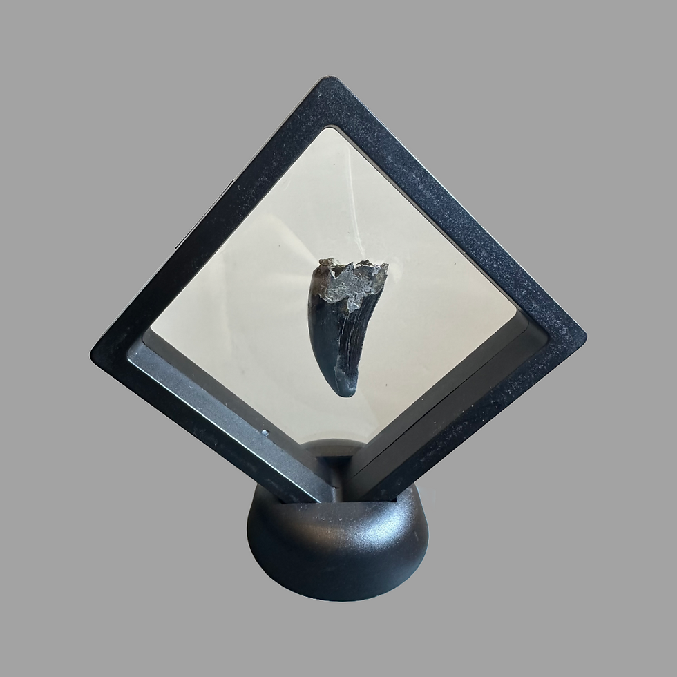 Thumbnail: Nanotyrannus tooth 