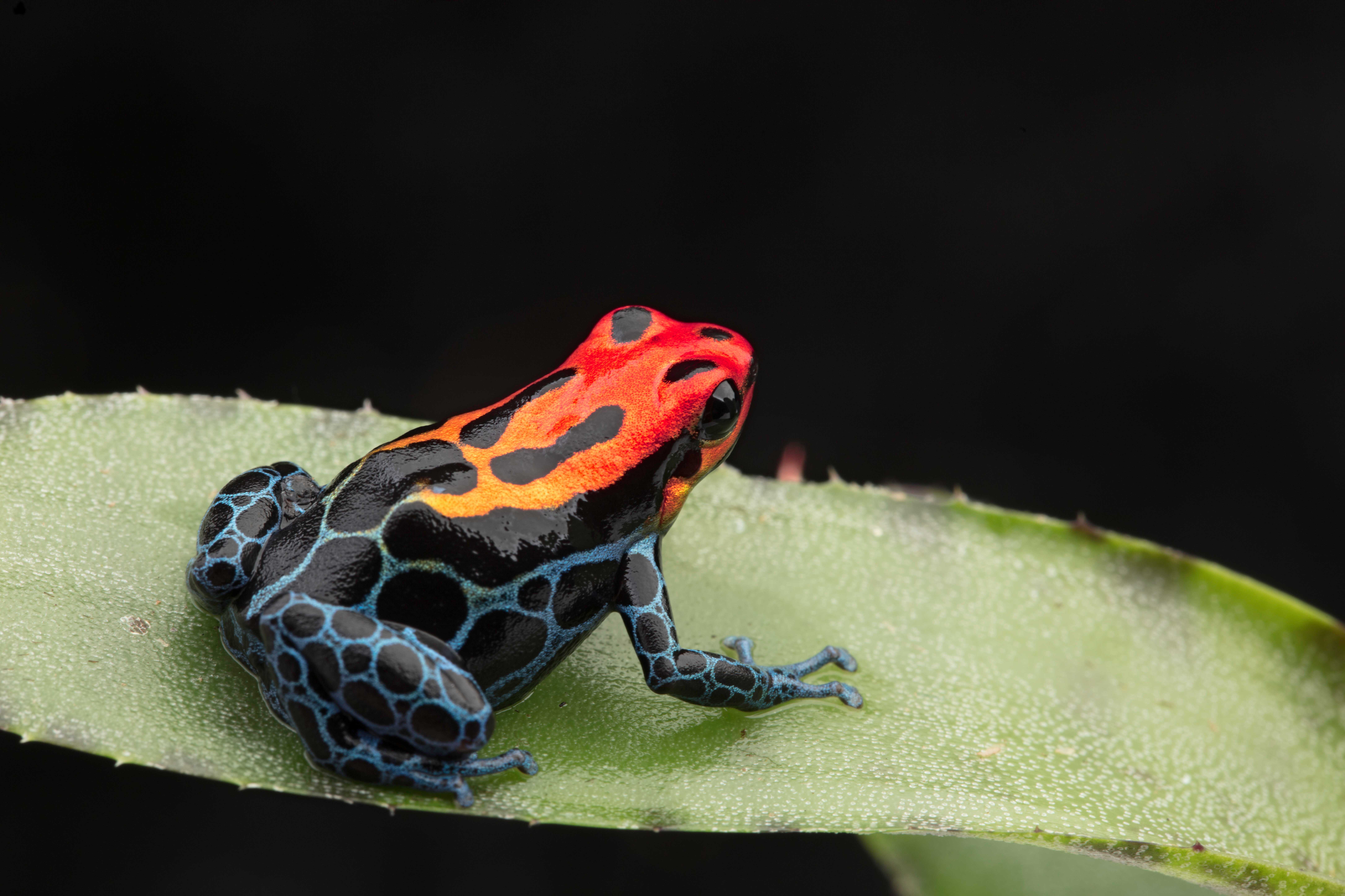 dart frogs for sale dart frogs for sale