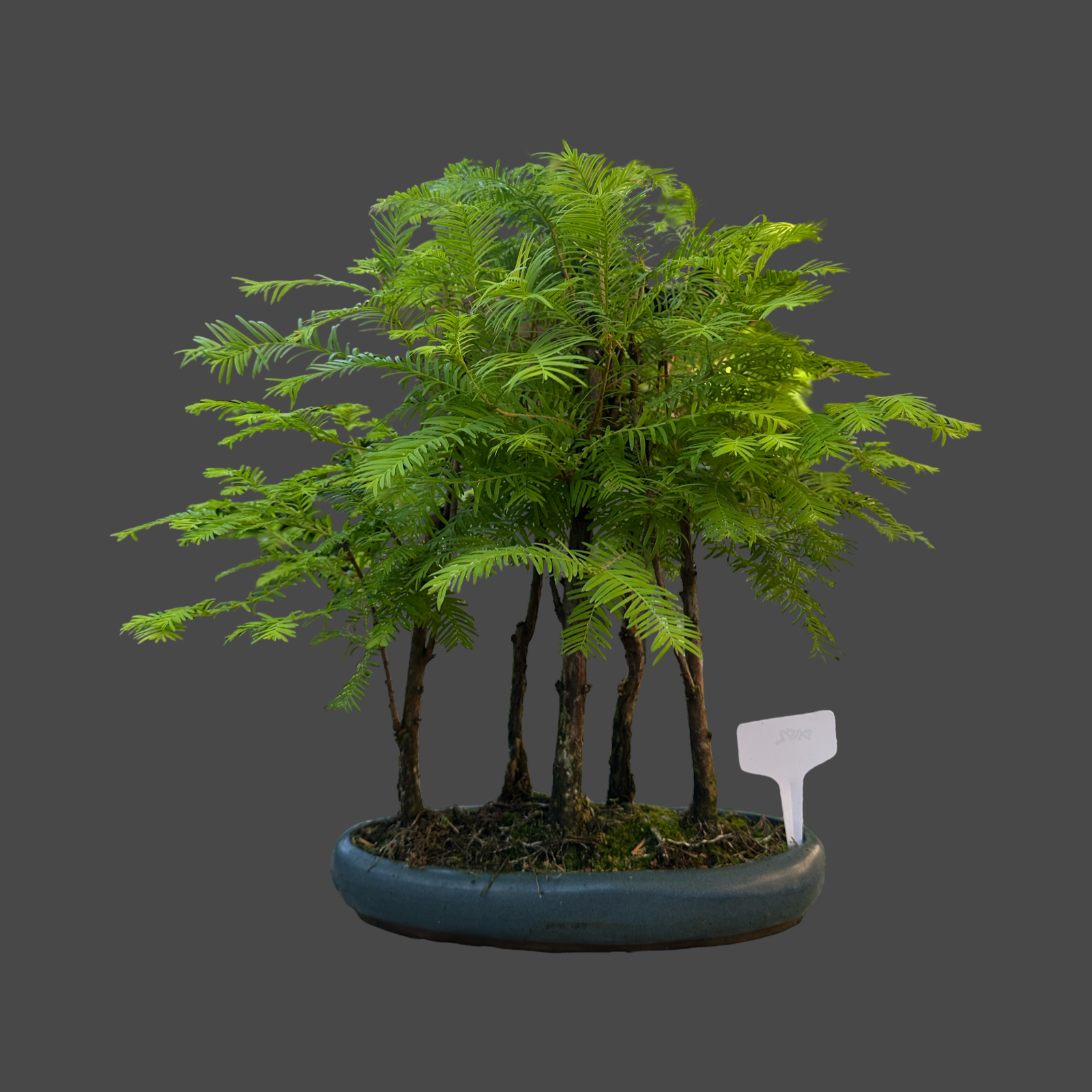 Metasequoia group of 5 30cm pot no1