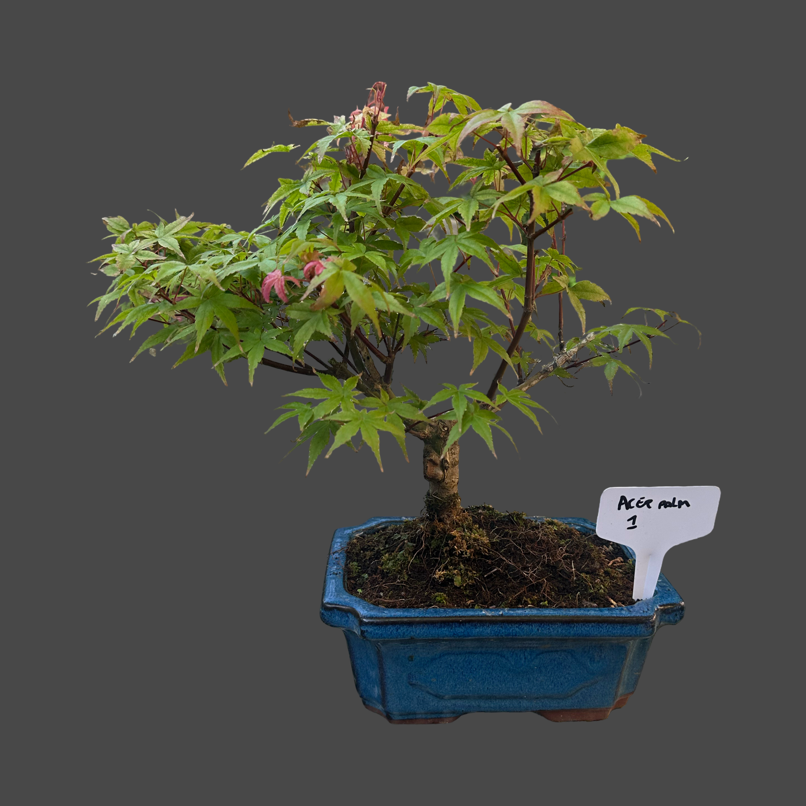 Acer palm. 'Deshojo' informal 20cm pot n01