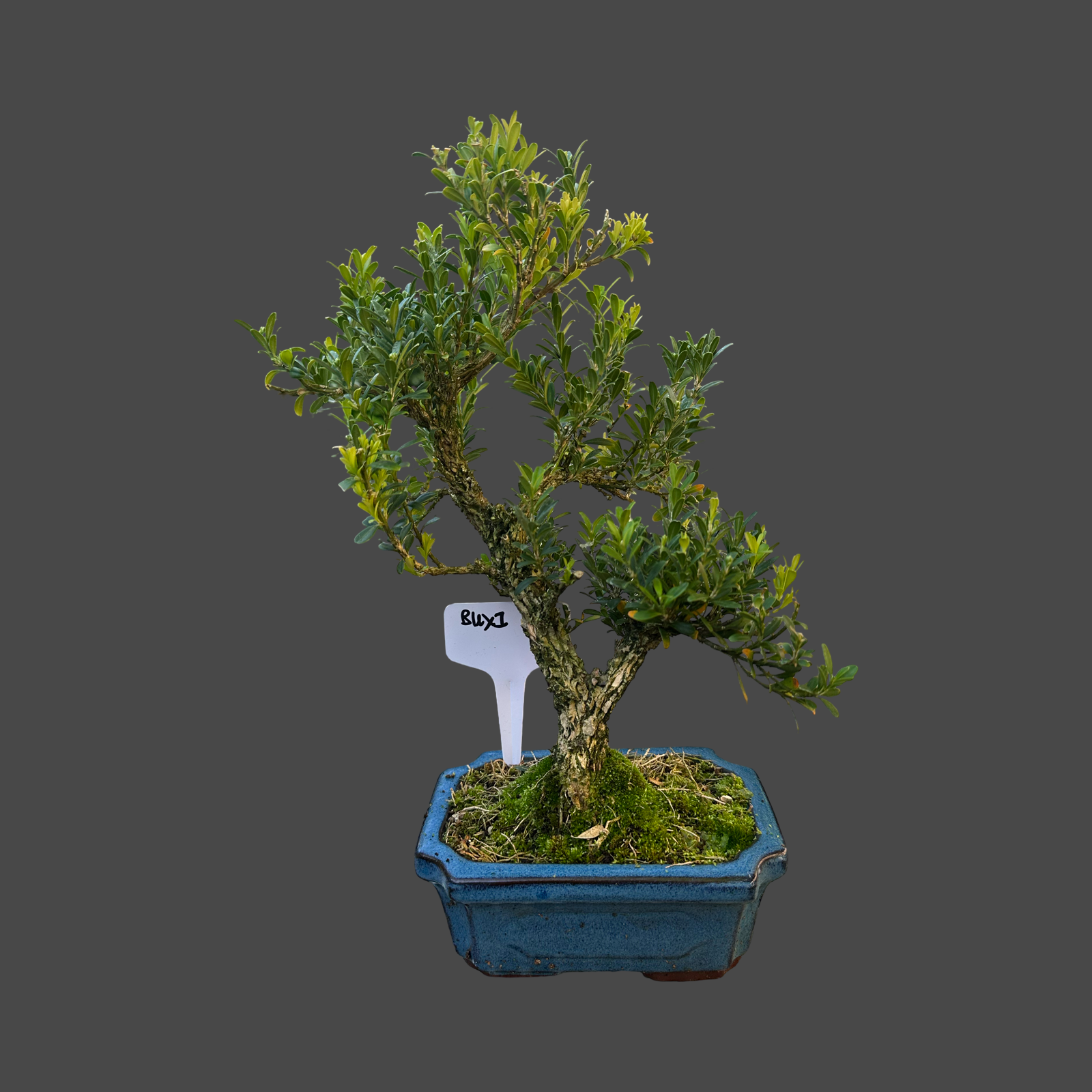 Buxus 'shaped' 15cm pot no1