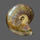 Thumbnail: Cut and polished Madagascan ammonites no50