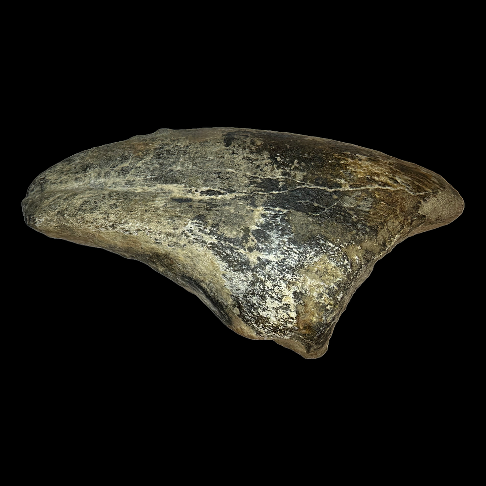 Thumbnail: Theropod  toe claw 