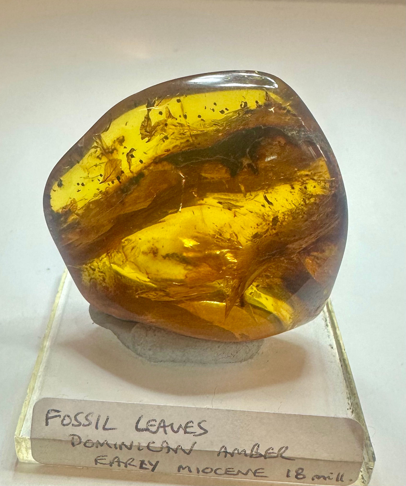 Dominican amber with fossil leaves 