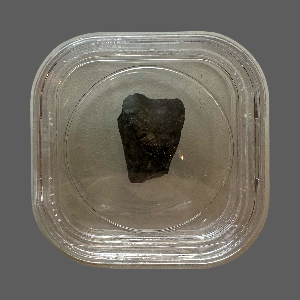 Thumbnail: Iguanodontid spit tooth no2 
